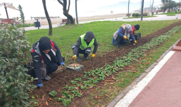 Ordu’da mevsimlik çiçekler toprakla buluşuyor