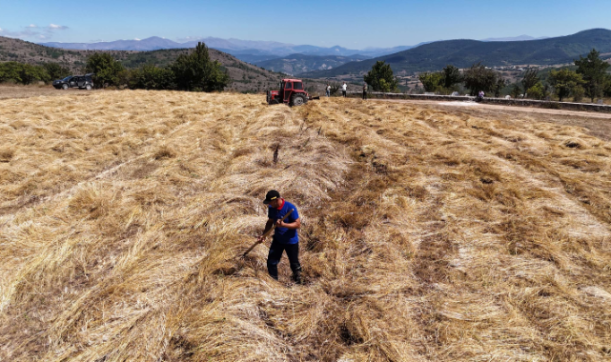 Ordu’da siyez buğdayı hasadı sevindirdi