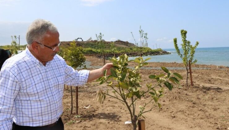 Ordu’da 7 milyona yakın ağaç, fidan ve çiçek dikildi